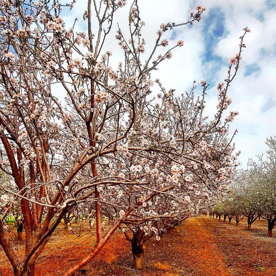 Kibbutz Nachshon Bed & Breakfast ภายนอก รูปภาพ